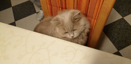 Barsik, Geboren am 08.04.2021 Unser Kater sucht ein