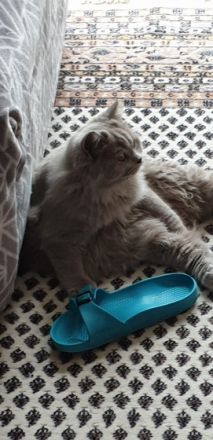 Barsik, Geboren am 08.04.2021 Unser Kater sucht ein