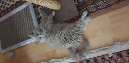 Barsik, Geboren am 08.04.2021 Unser Kater sucht ein