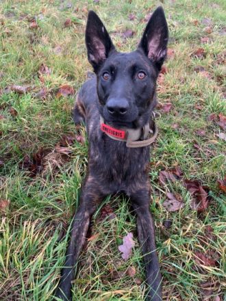 Kira, Holländische Schäferhündin (reinr. o.P.) KIRA ist