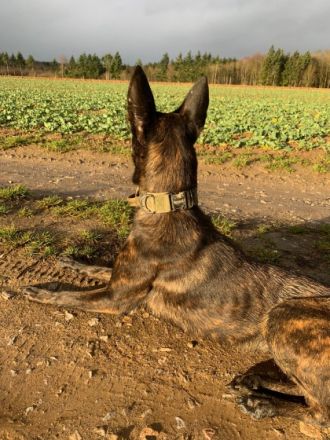 Kira, Holländische Schäferhündin (reinr. o.P.) KIRA ist