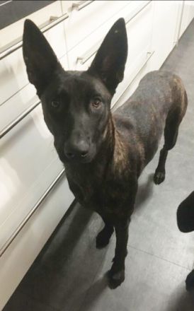 Kira, Holländische Schäferhündin (reinr. o.P.) KIRA ist