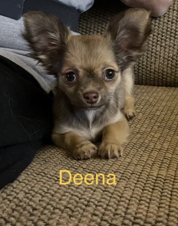 Hallo Wir sind Deena und Dori und wir suchen eine