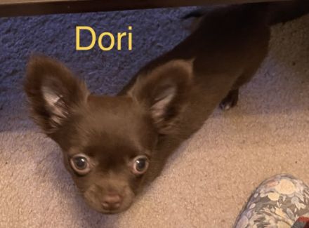 Hallo Wir sind Deena und Dori und wir suchen eine