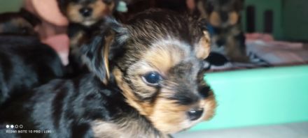 Am 13.11.21 sind unsere kleinen Schätze geboren. Sie