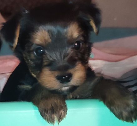 Am 13.11.21 sind unsere kleinen Schätze geboren. Sie