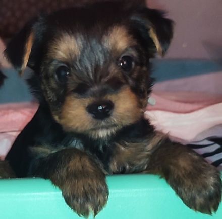 Am 13.11.21 sind unsere kleinen Schätze geboren. Sie