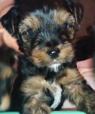 Am 13.11.21 sind unsere kleinen Schätze geboren. Sie