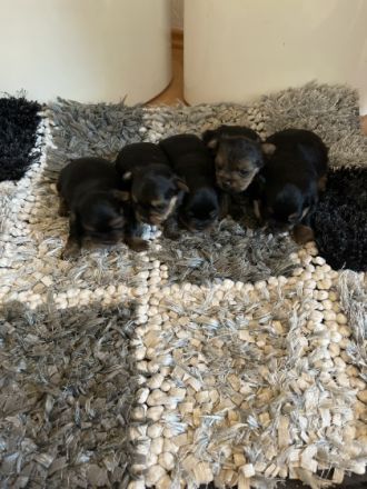 Am 8.12.2021 Hat unsere Yorkshire Hündin 5 wundervolle