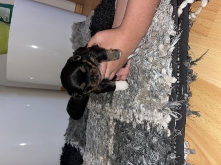 Am 8.12.2021 Hat unsere Yorkshire Hündin 5 wundervolle