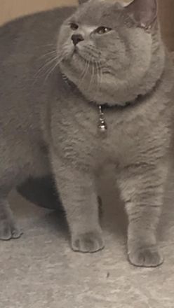 Alex BKH Kater, Hallo, Wir möchten unser Kater