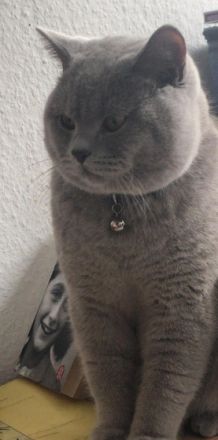 Alex BKH Kater, Hallo, Wir möchten unser Kater