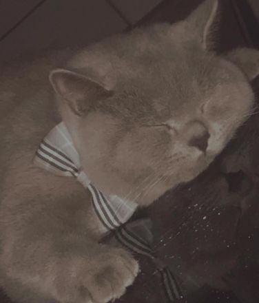 Alex BKH Kater, Hallo, Wir möchten unser Kater