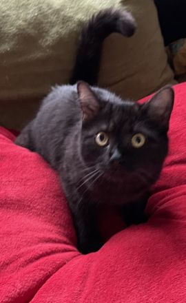 Gini 1 Jahr sehr lieb bkh mix, Britisch Kurzhaar, Mix