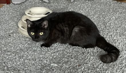 Gini 1 Jahr sehr lieb bkh mix, Britisch Kurzhaar, Mix