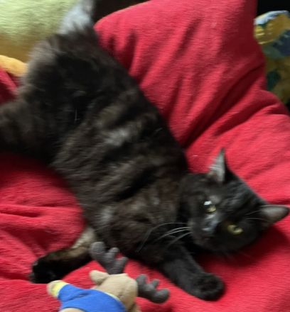 Gini 1 Jahr sehr lieb bkh mix, Britisch Kurzhaar, Mix