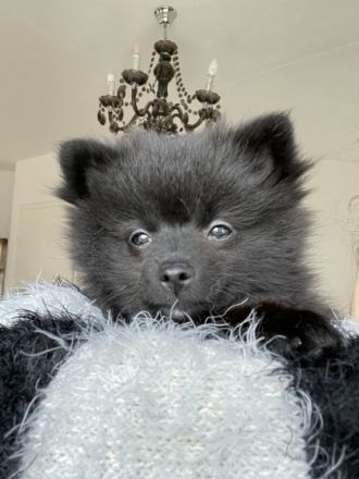 Aus unserem Wurf (4 Welpen, geboren 31.10.2021) ist nur