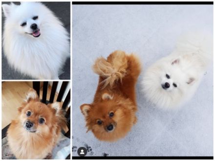 Aus unserem Wurf (4 Welpen, geboren 31.10.2021) ist nur