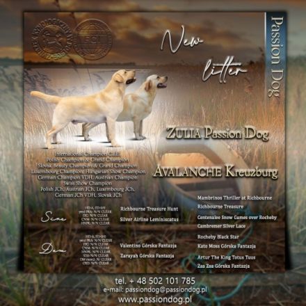 Wir haben gelbe Labrador-Welpen ZKwP/ FCI. Eltern