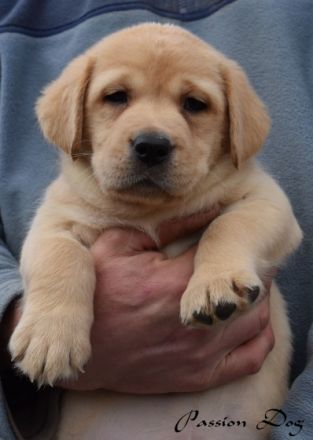 Wir haben gelbe Labrador-Welpen ZKwP/ FCI. Eltern