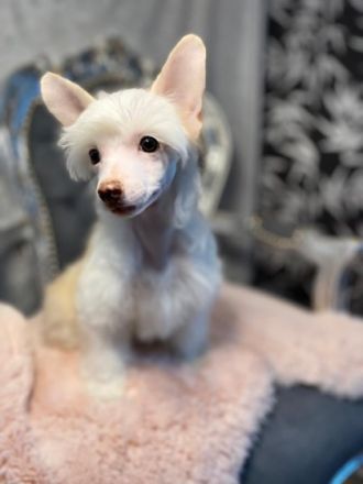 vom Jay´s Löwenhof