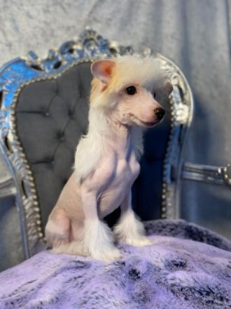 vom Jay´s Löwenhof