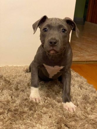 Die Welpen sind aufgeschlossenen und neugierig. Täglich