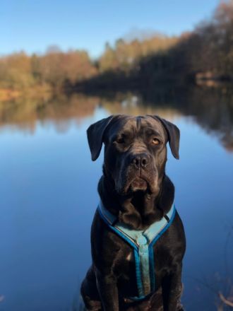 Ich suche für meine Hündin Lana aus gesundheitlichen