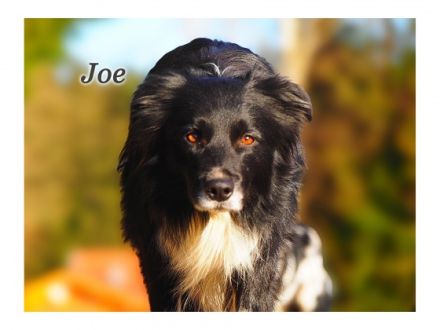 Joe