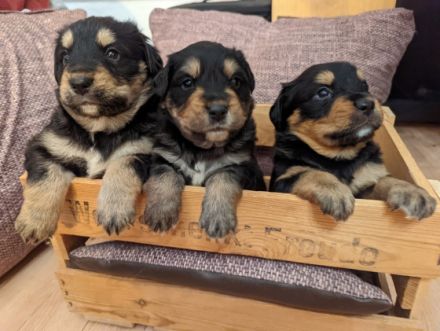 Hallo Leser und Leserinnen, hallo zukünftige Herrchen