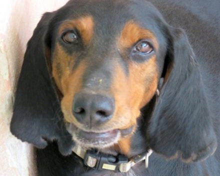 Tomas (männlicher Mischling Jagdhund-X)