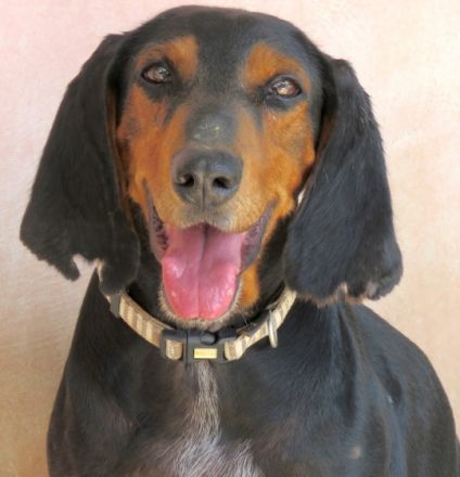 Tomas (männlicher Mischling Jagdhund-X)