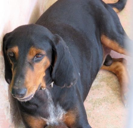 Tomas (männlicher Mischling Jagdhund-X)