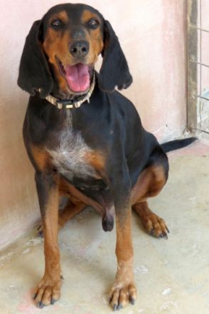 Tomas (männlicher Mischling Jagdhund-X)