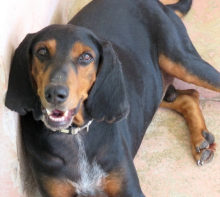 Tomas (männlicher Mischling Jagdhund-X)