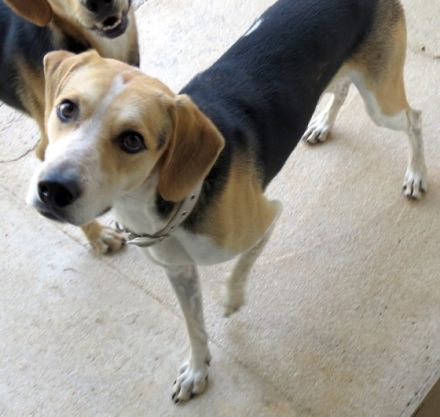 Timmy 4, (Schulterhöhe ca. 48 cm)