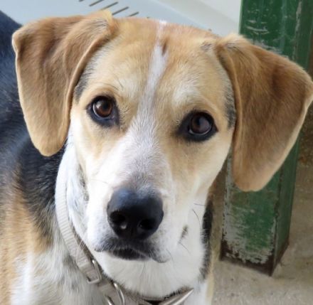 Timmy 4, (Schulterhöhe ca. 48 cm)