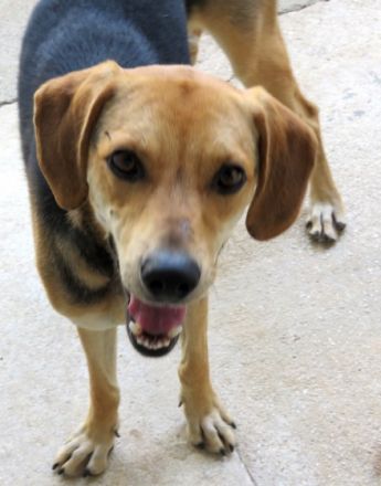 Teddy 11 (männlicher Mischling)