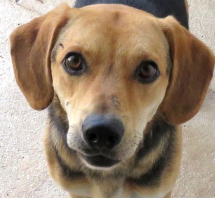 Teddy 11 (männlicher Mischling)