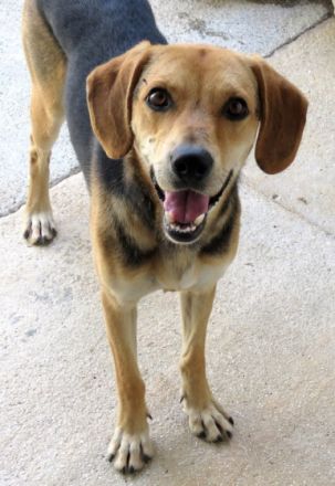 Teddy 11 (männlicher Mischling)