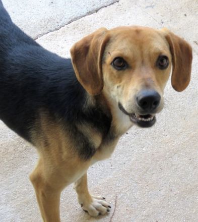 Teddy 11 (männlicher Mischling)