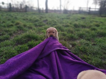 Unsere kleinen Welpen sind nun 5 Wochen alt und können