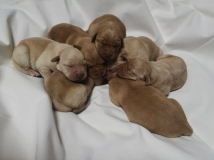 Unsere kleinen Welpen sind nun 5 Wochen alt und können