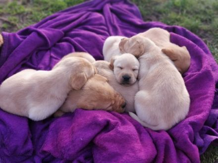 Unsere kleinen Welpen sind nun 5 Wochen alt und können