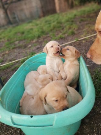 Unsere kleinen Welpen sind nun 5 Wochen alt und können