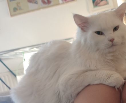 Hallo , Unsere Stella 1,5Jahre und unser Hannibal 1Jahr