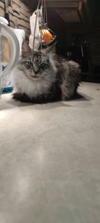 Hallo , Unsere Stella 1,5Jahre und unser Hannibal 1Jahr