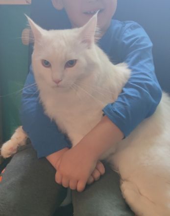 Hallo , Unsere Stella 1,5Jahre und unser Hannibal 1Jahr