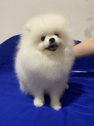 Pommerscher Junge! Art von Bär! sehr kleine größe! an