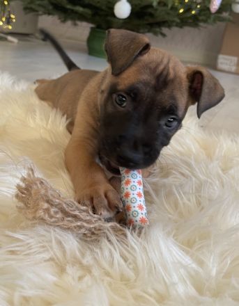 Diese wunderschönen Welpen haben am 05.11.2021 das